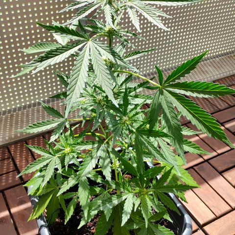 Highke growlog timeline photo