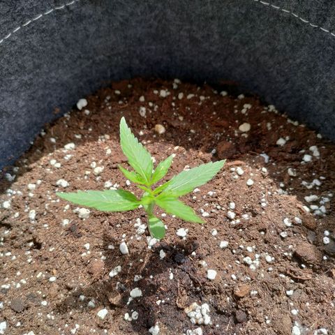 Budtina growlog timeline photo