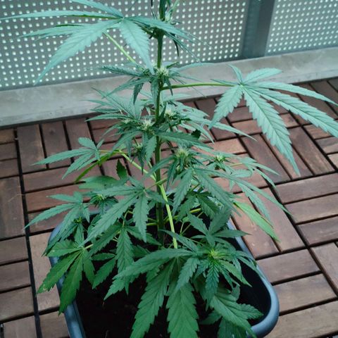 Highke growlog timeline photo