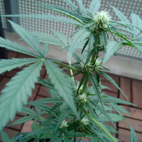 Highke growlog timeline photo