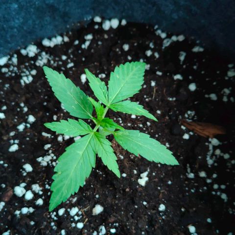 Budtina growlog timeline photo