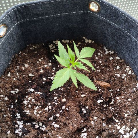 Budtina growlog timeline photo