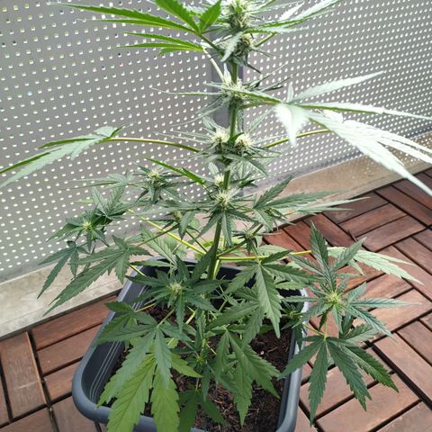 Highke growlog timeline photo