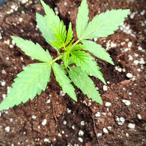Budtina growlog timeline photo