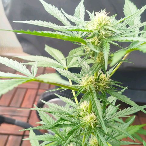 Highke growlog timeline photo