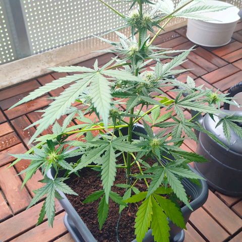 Highke growlog timeline photo