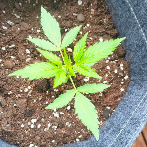 Budtina growlog timeline photo