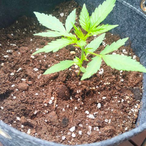 Budtina growlog timeline photo
