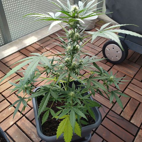 Highke growlog timeline photo