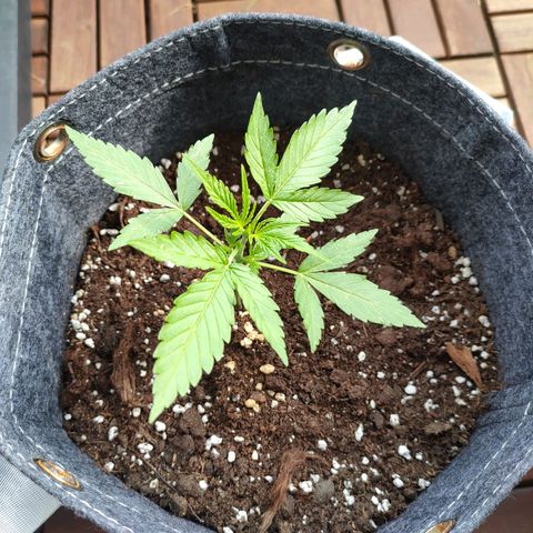 Budtina growlog timeline photo