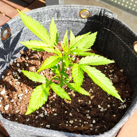 Budtina growlog timeline photo