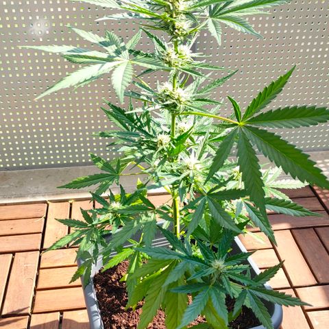 Highke growlog timeline photo