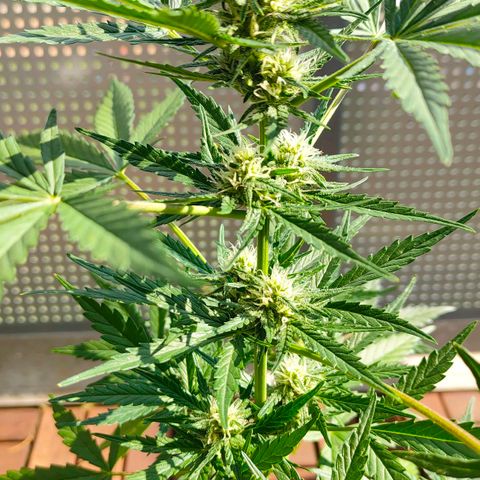 Highke growlog timeline photo