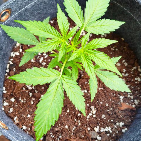 Budtina growlog timeline photo
