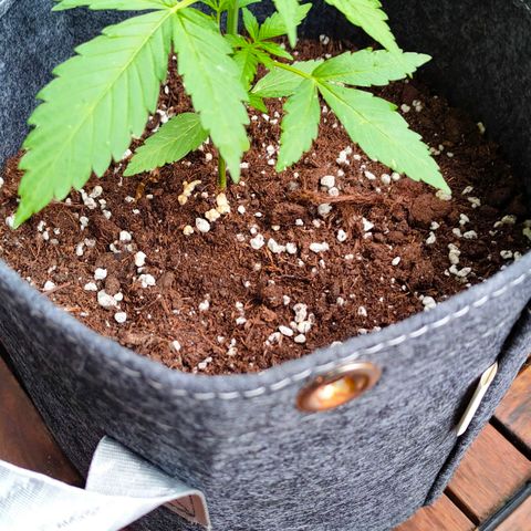 Budtina growlog timeline photo