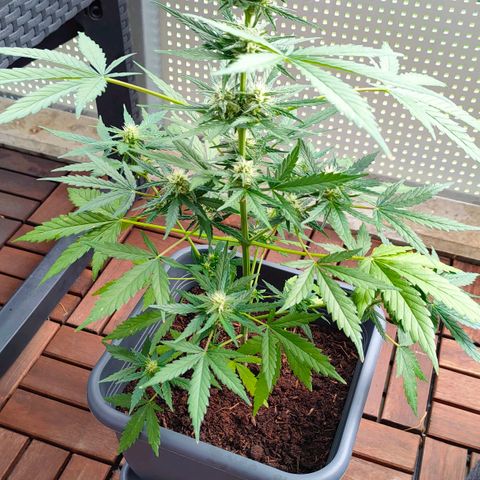 Highke growlog timeline photo