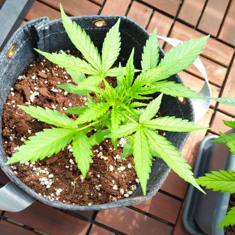 Budtina growlog timeline photo