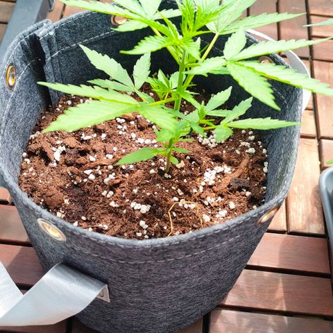Budtina growlog timeline photo