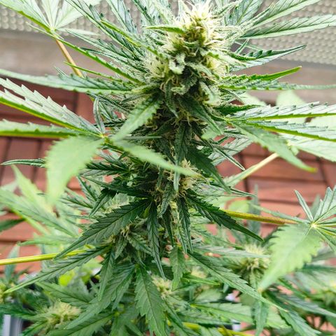 Highke growlog timeline photo