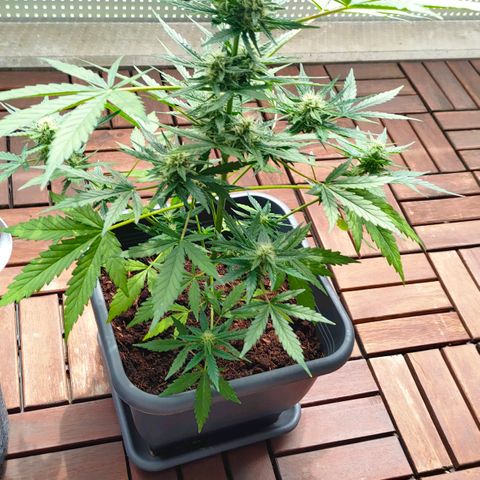 Highke growlog timeline photo
