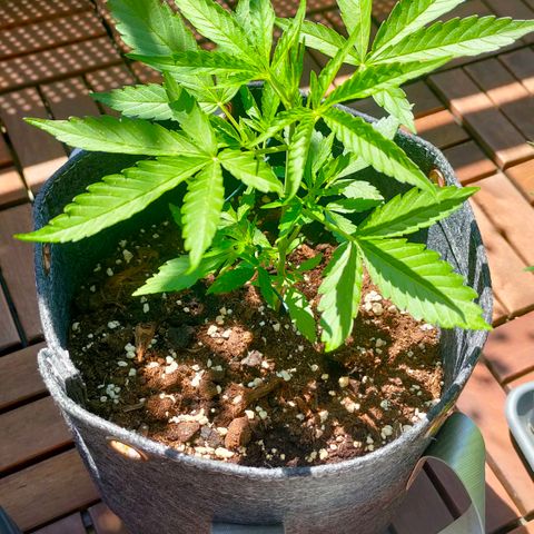 Budtina growlog timeline photo
