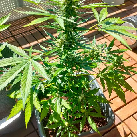 Highke growlog timeline photo