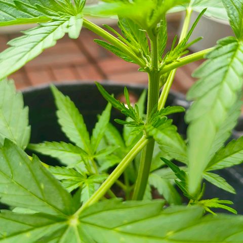 Budtina growlog timeline photo