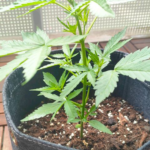 Budtina growlog timeline photo