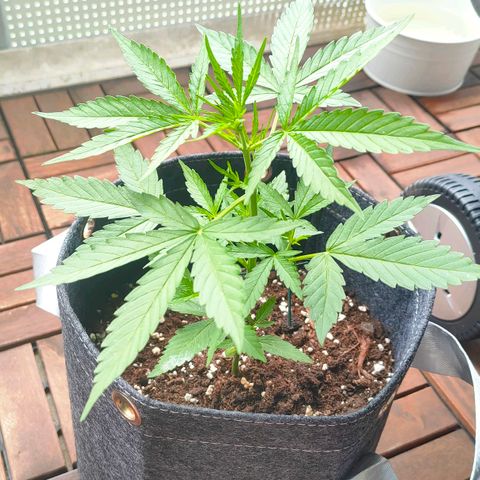 Budtina growlog timeline photo