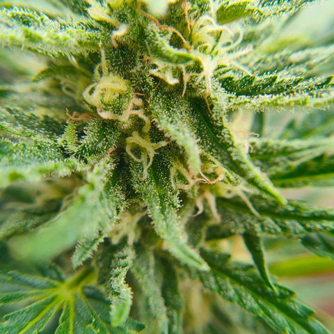 Highke growlog timeline photo