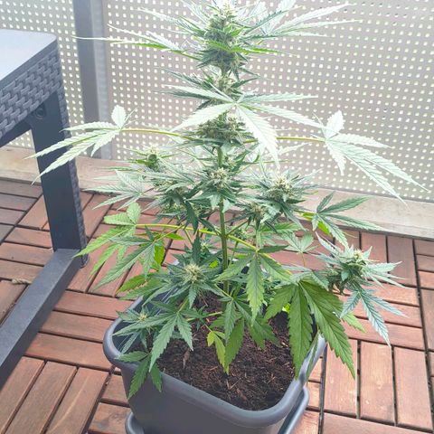 Highke growlog timeline photo