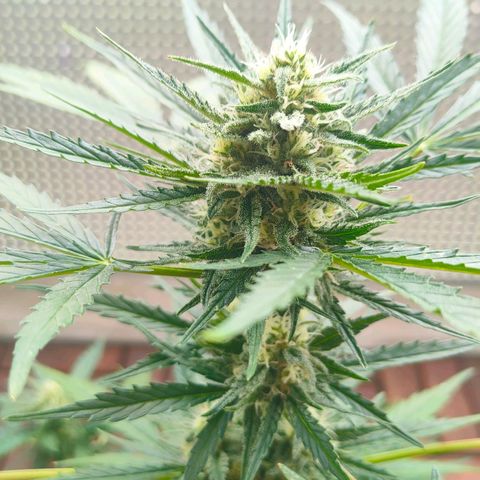 Highke growlog timeline photo