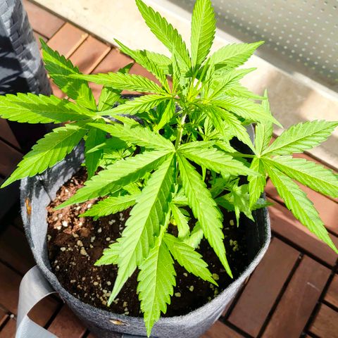 Budtina growlog timeline photo