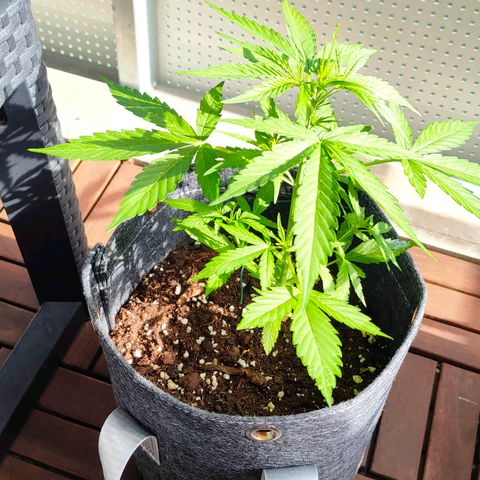 Budtina growlog timeline photo