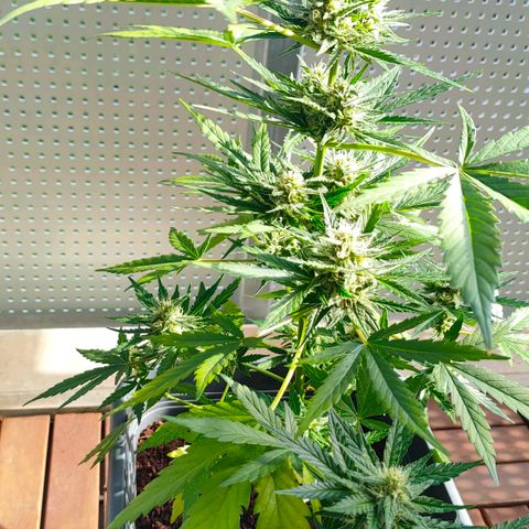 Highke growlog timeline photo