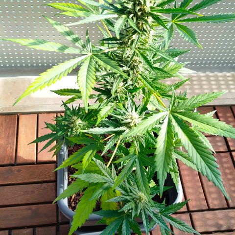 Highke growlog timeline photo