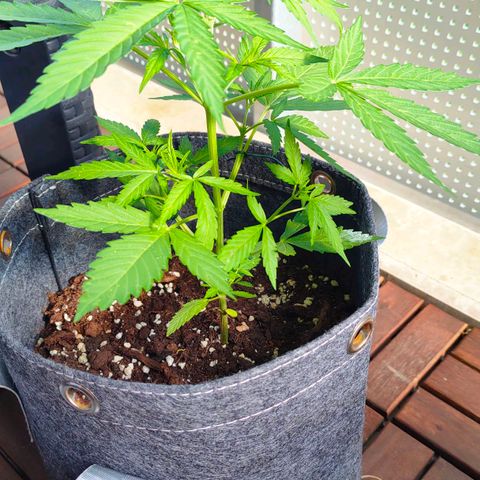 Budtina growlog timeline photo