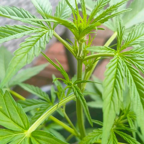 Budtina growlog timeline photo
