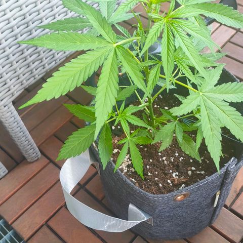 Budtina growlog timeline photo
