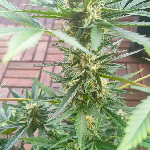 Highke growlog timeline photo