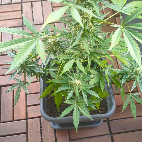 Highke growlog timeline photo