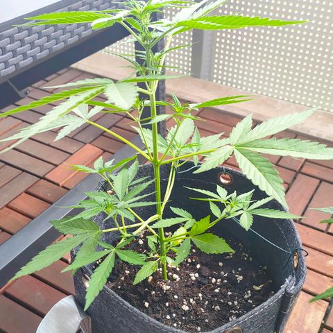 Budtina growlog timeline photo
