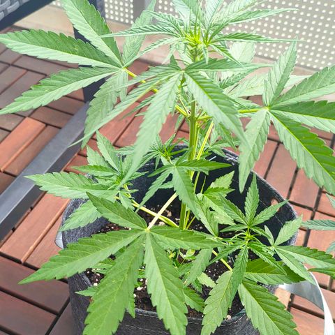 Budtina growlog timeline photo