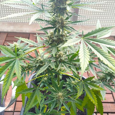 Highke growlog timeline photo