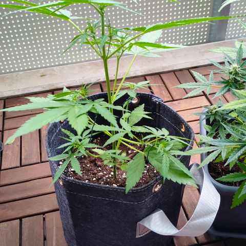 Budtina growlog timeline photo