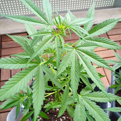 Budtina growlog timeline photo