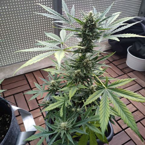 Highke growlog timeline photo