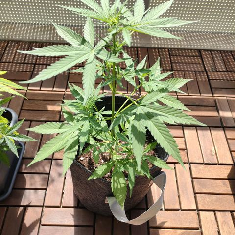 Budtina growlog timeline photo