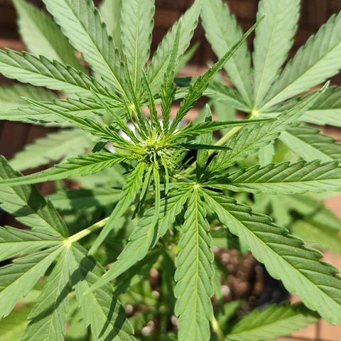Budtina growlog timeline photo