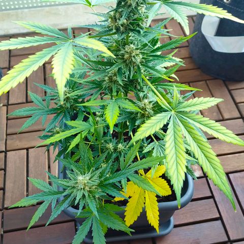 Highke growlog timeline photo
